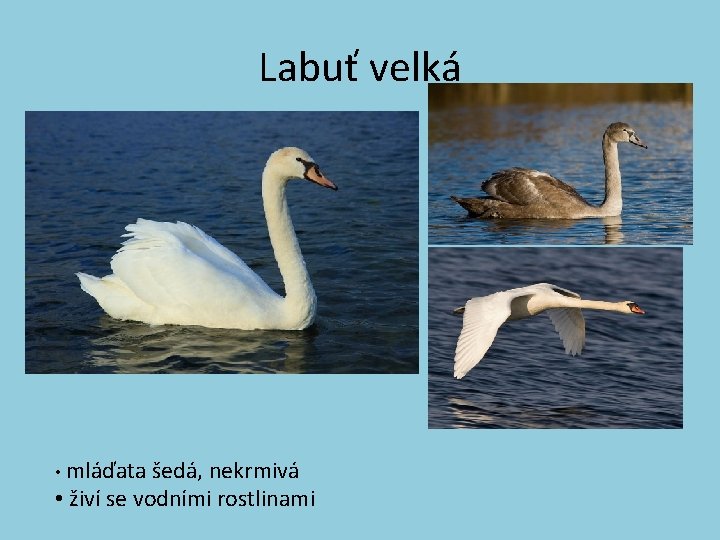 Labuť velká • mláďata šedá, nekrmivá • živí se vodními rostlinami 