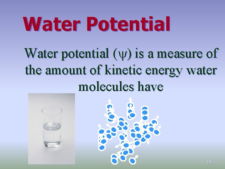 Water Potential Water potential (y) is a measure of the amount of kinetic energy