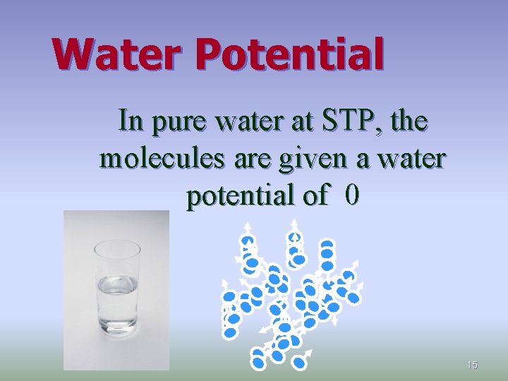 Water Potential In pure water at STP, the molecules are given a water potential