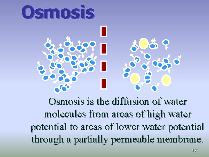 Osmosis is the diffusion of water molecules from areas of high water potential to