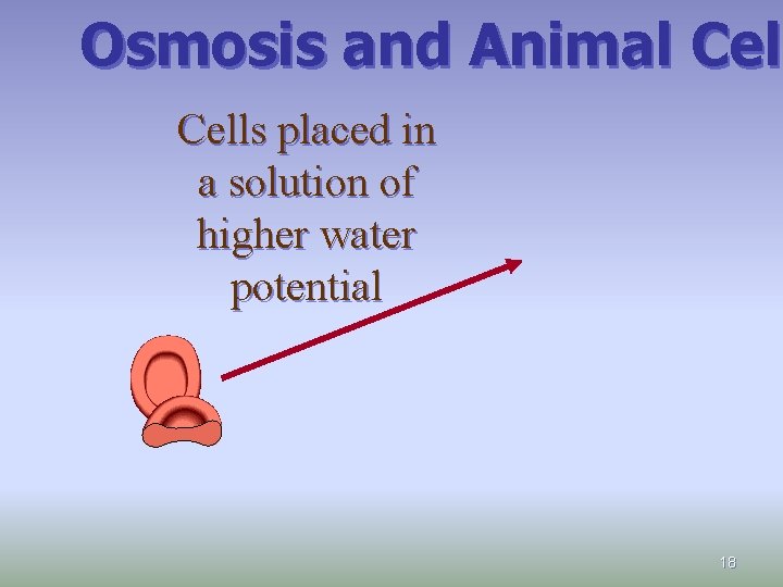 Osmosis and Animal Cel Cells placed in a solution of higher water potential 18