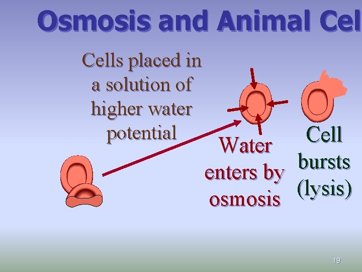 Osmosis and Animal Cel Cells placed in a solution of higher water potential Water