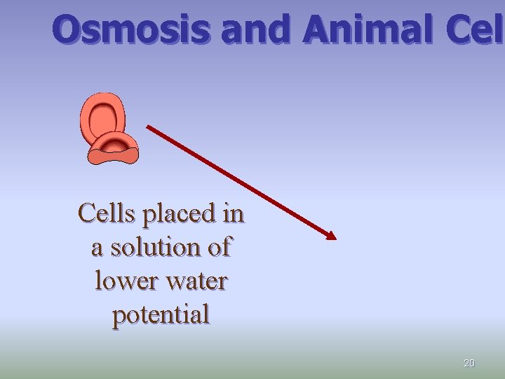 Osmosis and Animal Cel Cells placed in a solution of lower water potential 20