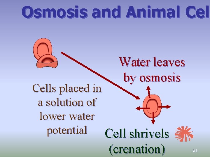 Osmosis and Animal Cel Water leaves by osmosis Cells placed in a solution of