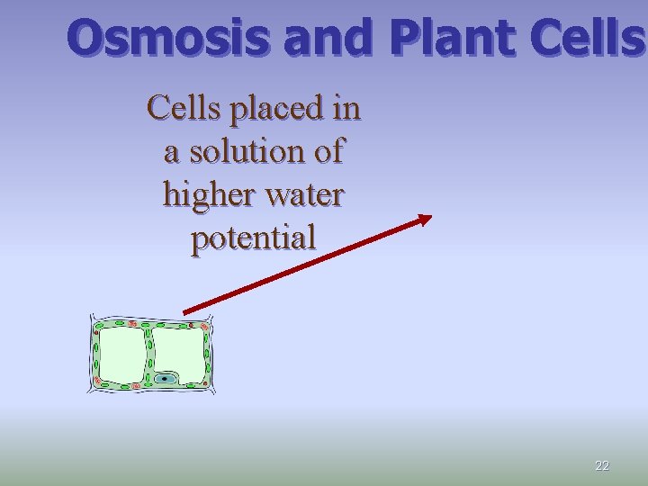 Osmosis and Plant Cells placed in a solution of higher water potential 22 