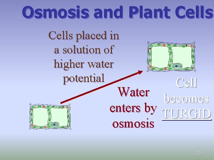 Osmosis and Plant Cells placed in a solution of higher water potential Cell Water