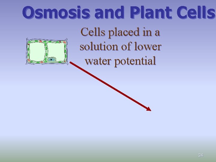Osmosis and Plant Cells placed in a solution of lower water potential 24 