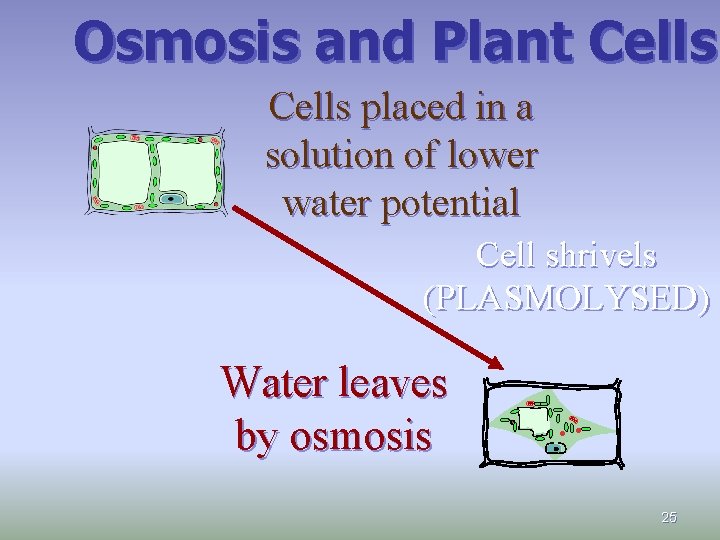 Osmosis and Plant Cells placed in a solution of lower water potential Cell shrivels