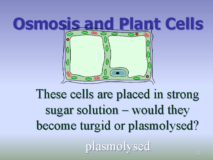 Osmosis and Plant Cells These cells are placed in strong sugar solution – would