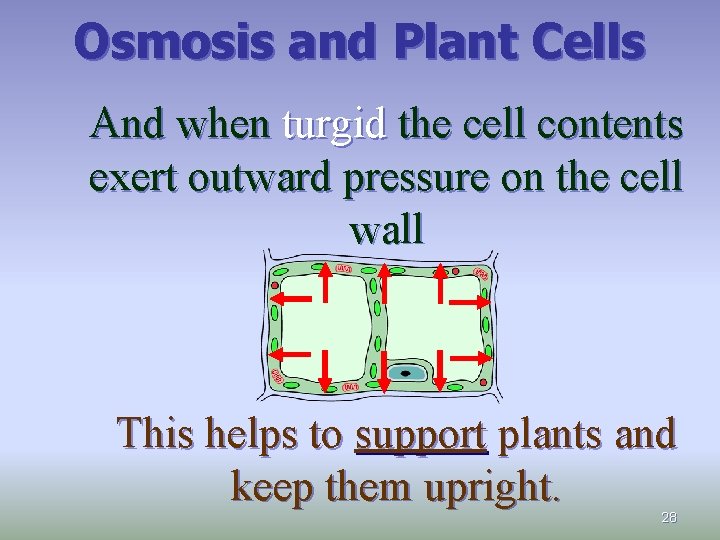 Osmosis and Plant Cells And when turgid the cell contents exert outward pressure on