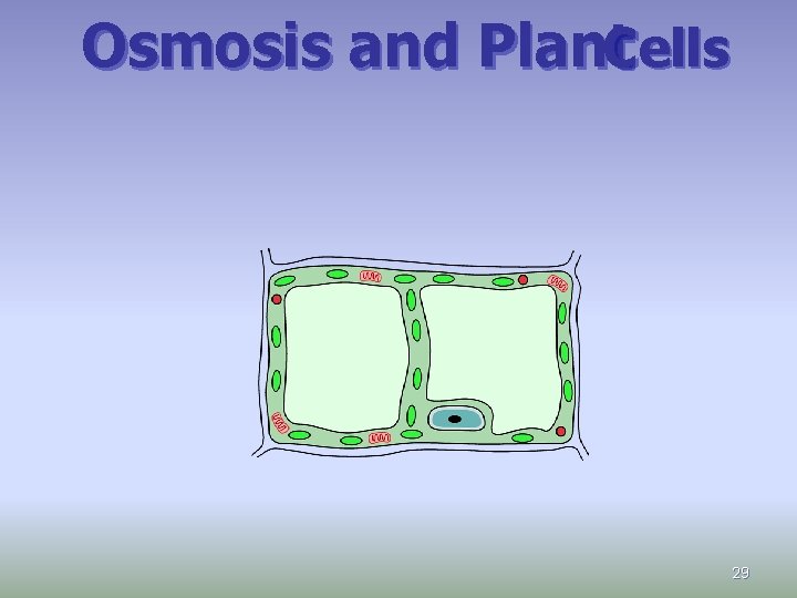 Osmosis and Plant Cells 29 