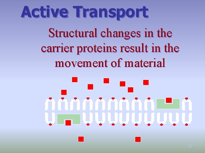 Active Transport Structural changes in the carrier proteins result in the movement of material