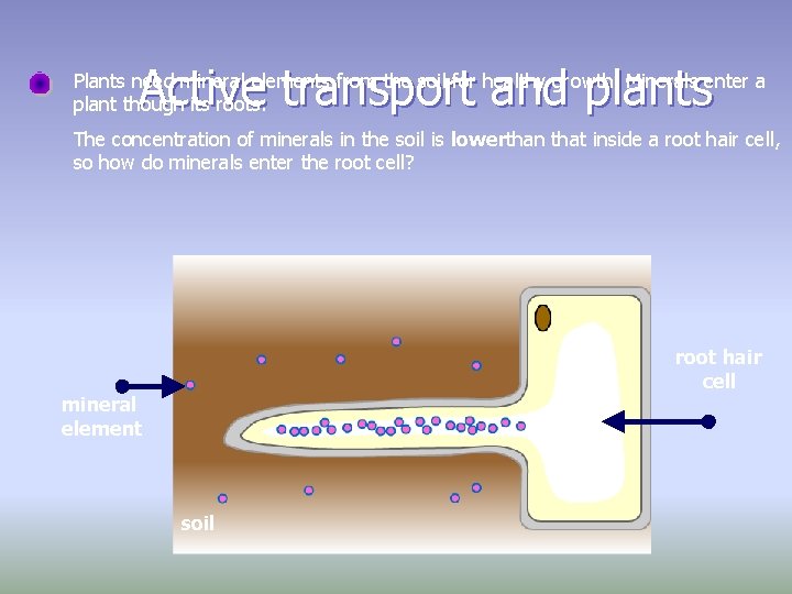 Active transport and plants Plants need mineral elements from the soil for healthy growth.