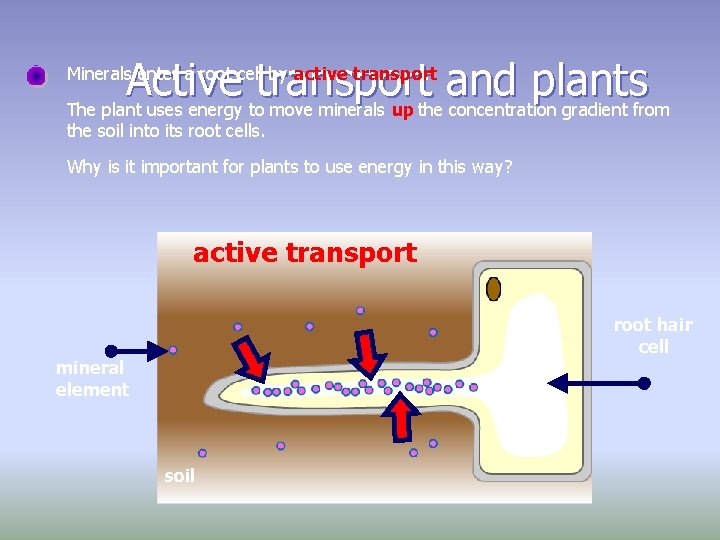 Active transport and plants The plant uses energy to move minerals up the concentration