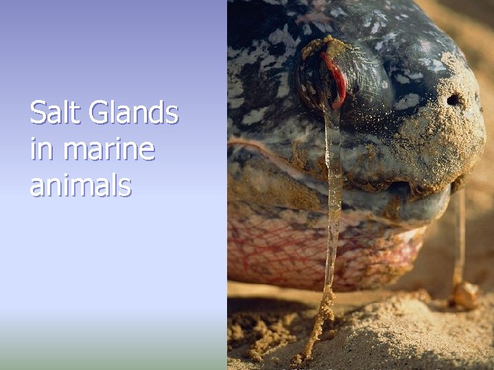 Salt Glands in marine animals 39 