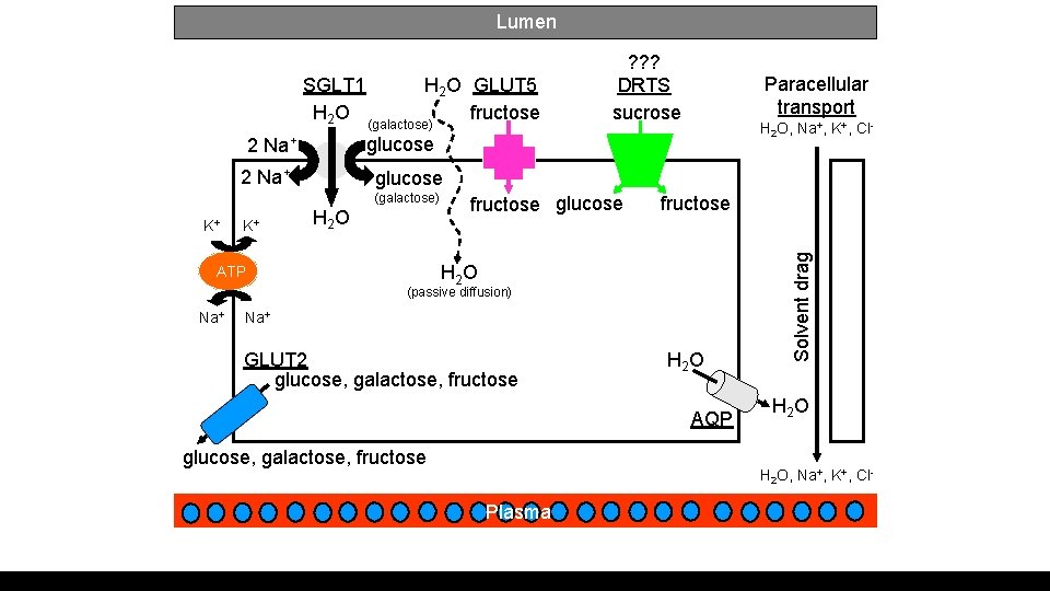 Lumen SGLT 1 H 2 O GLUT 5 H 2 O (galactose) fructose glucose