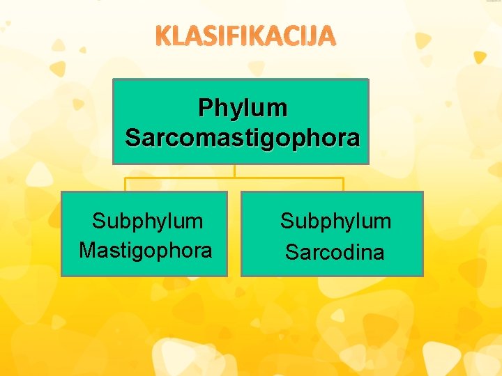 KLASIFIKACIJA Phylum Sarcomastigophora Subphylum Mastigophora Subphylum Sarcodina 