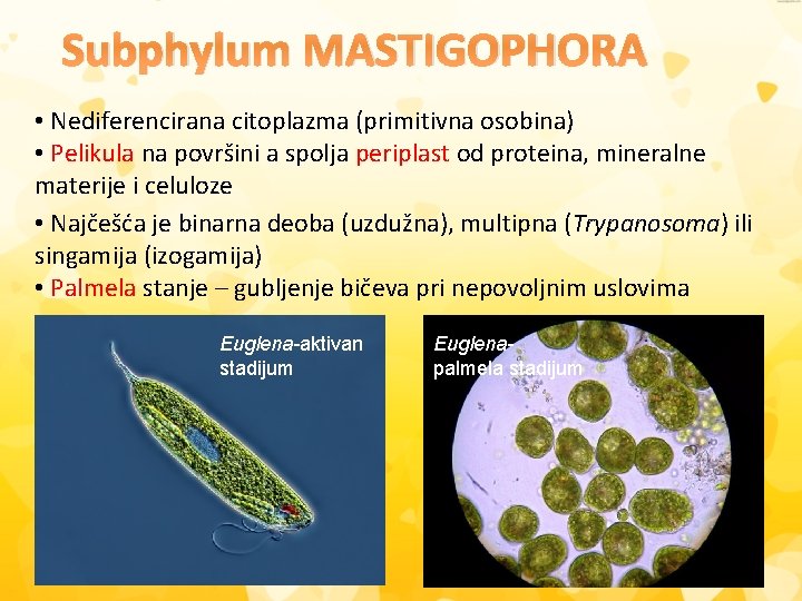 Subphylum MASTIGOPHORA • Nediferencirana citoplazma (primitivna osobina) • Pelikula na površini a spolja periplast