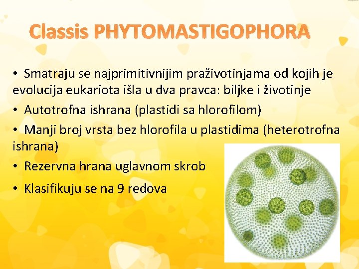 Classis PHYTOMASTIGOPHORA • Smatraju se najprimitivnijim praživotinjama od kojih je evolucija eukariota išla u