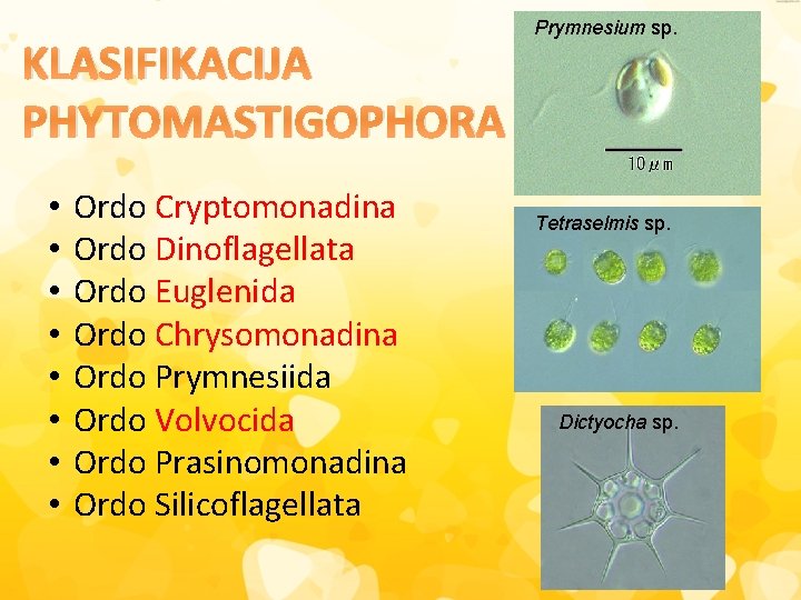 KLASIFIKACIJA PHYTOMASTIGOPHORA • • Ordo Cryptomonadina Ordo Dinoflagellata Ordo Euglenida Ordo Chrysomonadina Ordo Prymnesiida