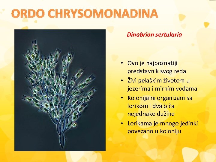 ORDO CHRYSOMONADINA Dinobrion sertularia • Ovo je najpoznatiji predstavnik svog reda • Živi pelaškim