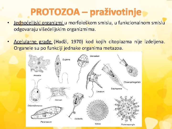 PROTOZOA – praživotinje • Jednoćelijski organizmi u morfološkom smislu, u funkcionalnom smislu odgovaraju višećelijskim