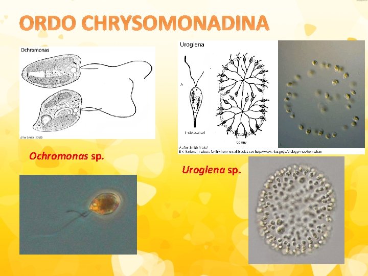 ORDO CHRYSOMONADINA Ochromonas sp. Uroglena sp. 