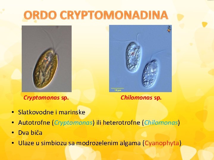 ORDO CRYPTOMONADINA Cryptomonas sp. • • Chilomonas sp. Slatkovodne i marinske Autotrofne (Cryptomonas) ili