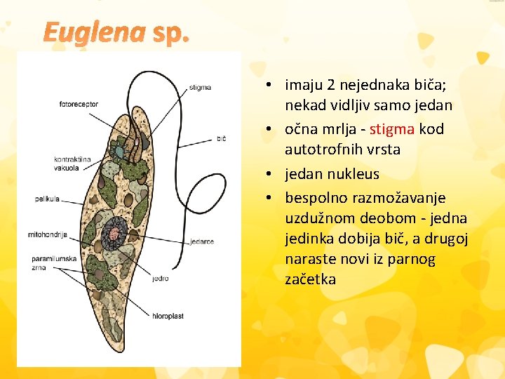 Euglena sp. • imaju 2 nejednaka biča; nekad vidljiv samo jedan • očna mrlja