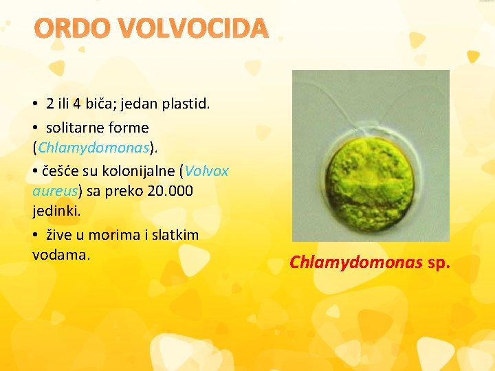 ORDO VOLVOCIDA • 2 ili 4 biča; jedan plastid. • solitarne forme (Chlamydomonas). •