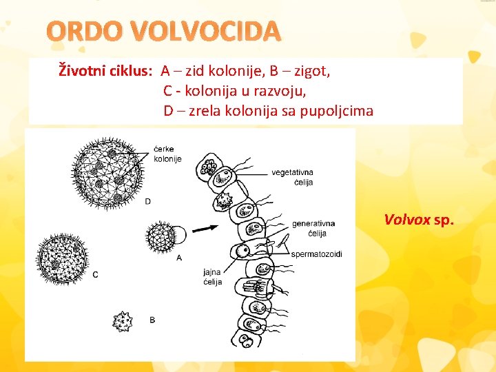 ORDO VOLVOCIDA Životni ciklus: A – zid kolonije, B – zigot, C - kolonija