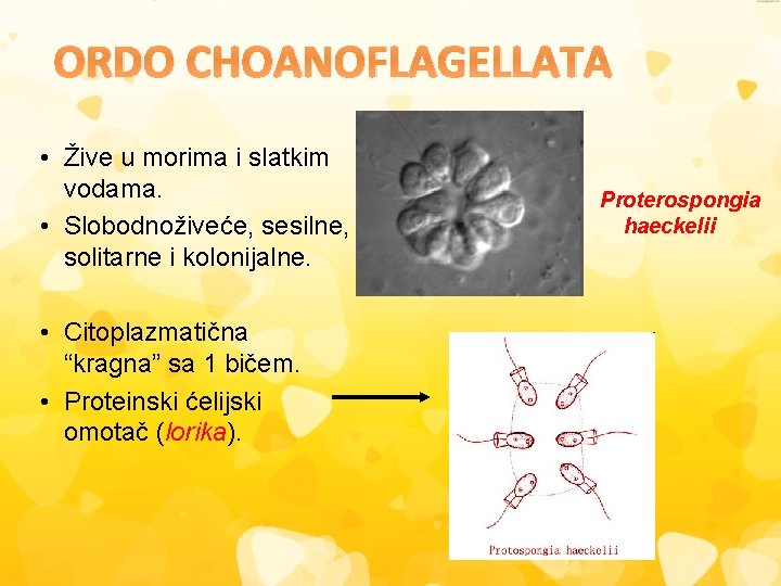 ORDO CHOANOFLAGELLATA • Žive u morima i slatkim vodama. • Slobodnoživeće, sesilne, solitarne i