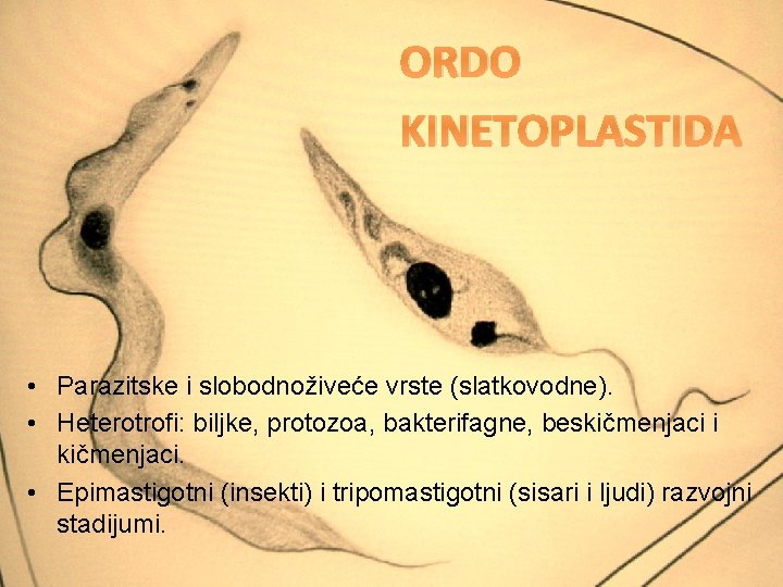ORDO KINETOPLASTIDA • Parazitske i slobodnoživeće vrste (slatkovodne). • Heterotrofi: biljke, protozoa, bakterifagne, beskičmenjaci
