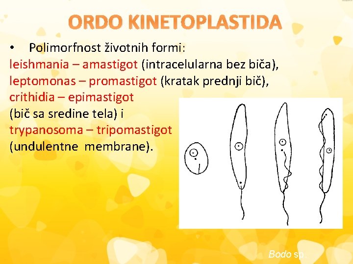 ORDO KINETOPLASTIDA • Polimorfnost životnih formi: leishmania – amastigot (intracelularna bez biča), leptomonas –