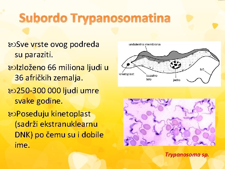 Subordo Trypanosomatina Sve vrste ovog podreda su paraziti. Izloženo 66 miliona ljudi u 36