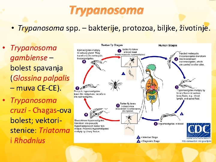 Trypanosoma • Trypanosoma spp. – bakterije, protozoa, biljke, životinje. • Trypanosoma gambiense – bolest