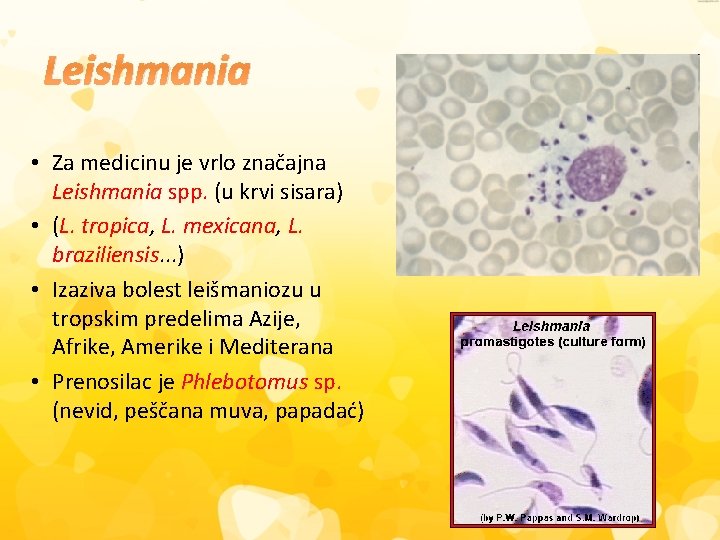 Leishmania • Za medicinu je vrlo značajna Leishmania spp. (u krvi sisara) • (L.