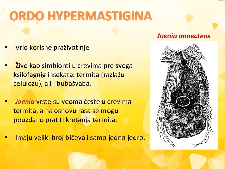 ORDO HYPERMASTIGINA Joenia annectens • Vrlo korisne praživotinje. • Žive kao simbionti u crevima