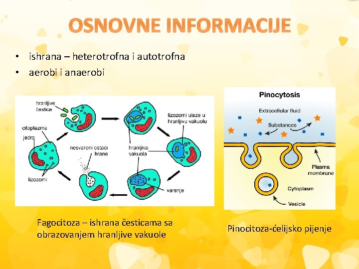 OSNOVNE INFORMACIJE • ishrana – heterotrofna i autotrofna • aerobi i anaerobi Fagocitoza –