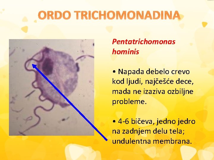ORDO TRICHOMONADINA Pentatrichomonas hominis • Napada debelo crevo kod ljudi, najčešće dece, mada ne