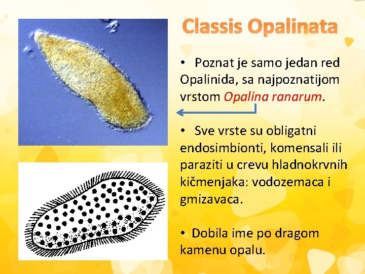Classis Opalinata • Poznat je samo jedan red Opalinida, sa najpoznatijom vrstom Opalina ranarum.