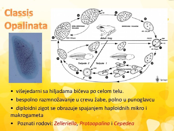 Classis Opalinata • višejedarni sa hiljadama bičeva po celom telu. • bespolno razmnožavanje u
