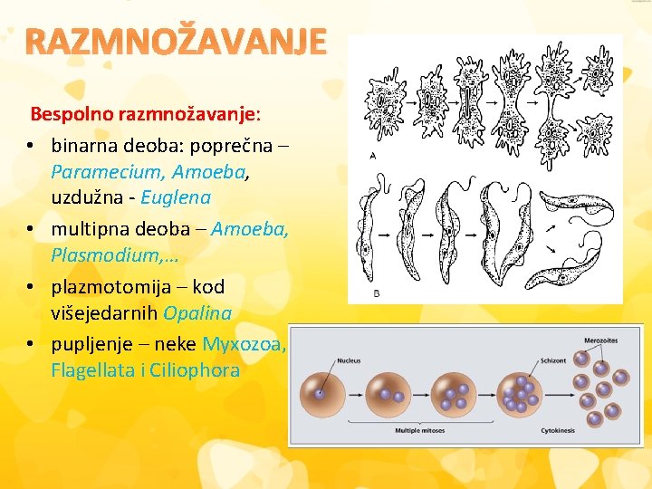 RAZMNOŽAVANJE Bespolno razmnožavanje: • binarna deoba: poprečna – Paramecium, Amoeba, uzdužna - Euglena •