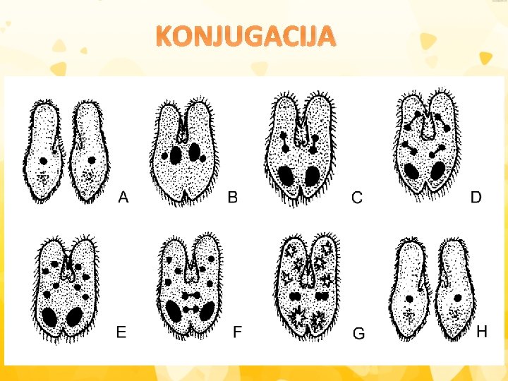 KONJUGACIJA 