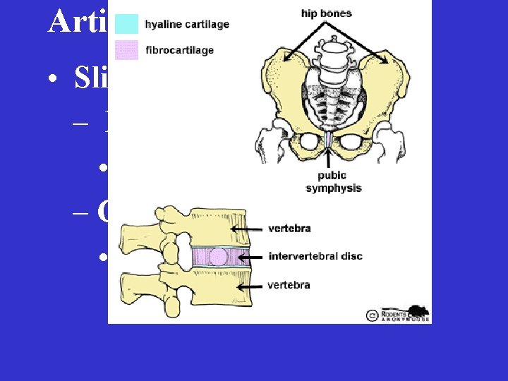 Articulations • Slightly Movable – Fibrous • Syndesmosis – Cartilaginous • Symphysis 