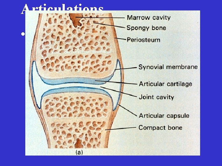 Articulations • Freely Movable – Synovial joints 