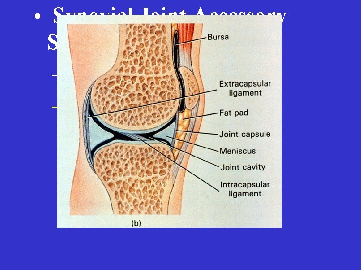  • Synovial Joint Accessory Structures – Menisci – Fat pads 