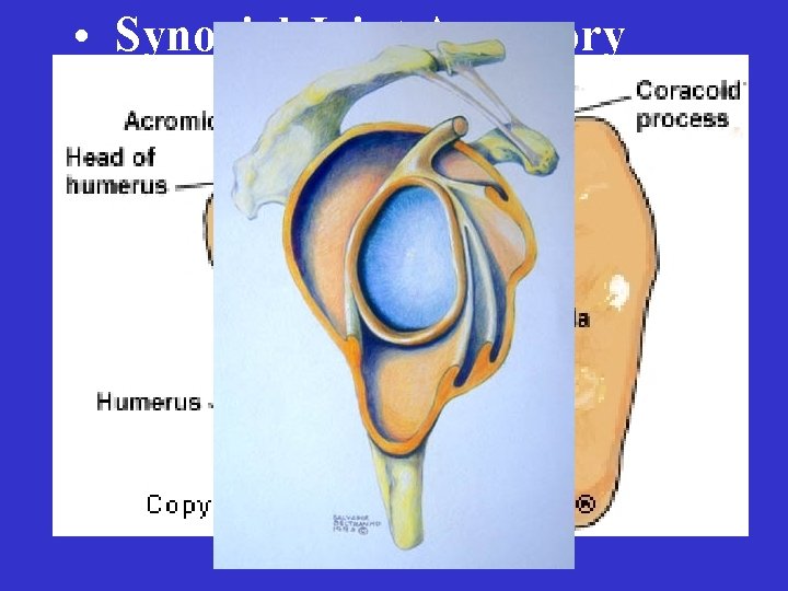  • Synovial Joint Accessory Structures – Menisci – Fat pads – Ligaments and
