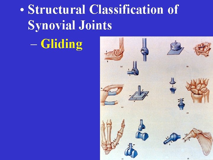  • Structural Classification of Synovial Joints – Gliding 