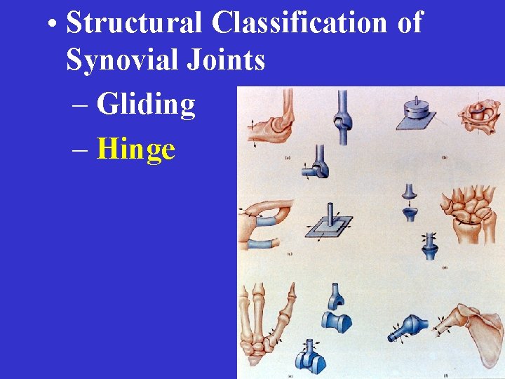  • Structural Classification of Synovial Joints – Gliding – Hinge 